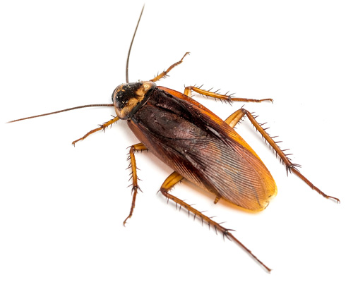 disinfestazione blatte