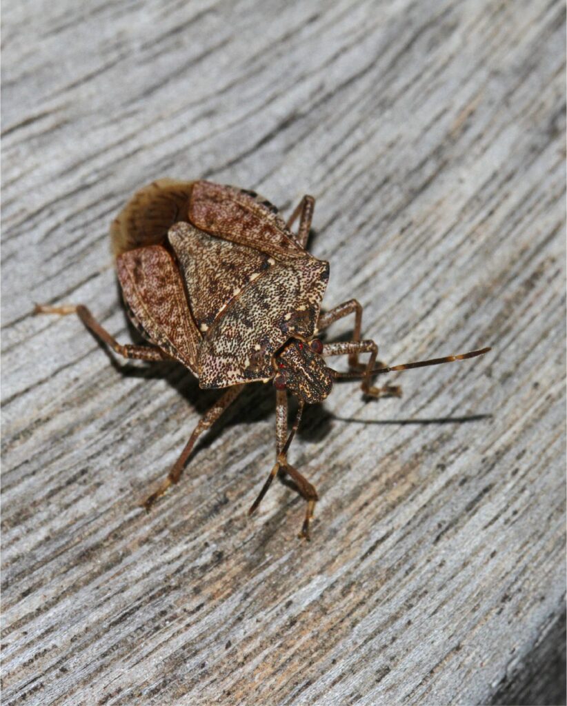 cimici asiatiche