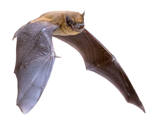 disinfestazione volatili pipistrelli