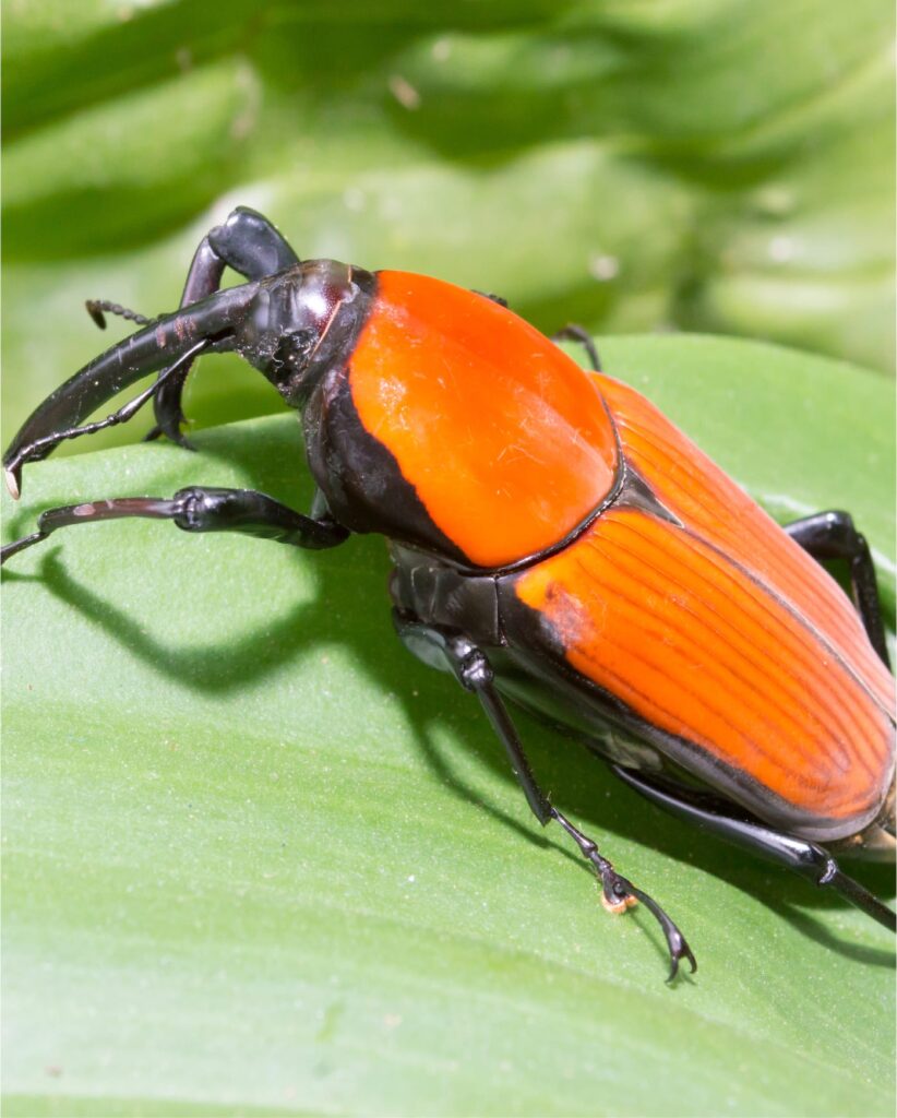 disinfestazione punteruolo rosso