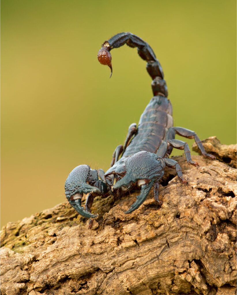 scorpioni in casa