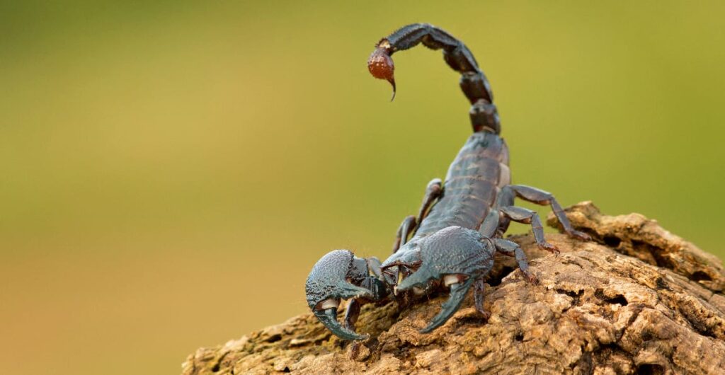 scorpioni in casa mobile