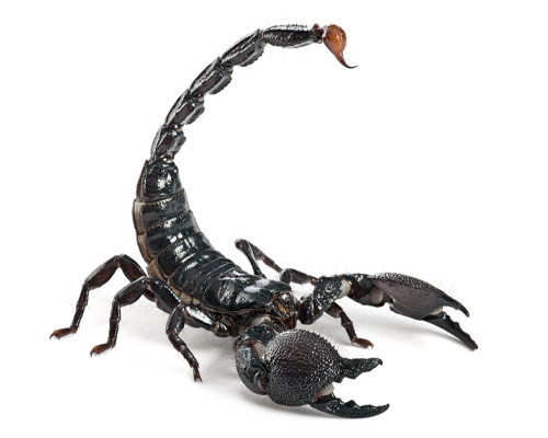 disinfestazione insetti striscianti scorpioni monopoli