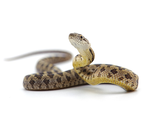 disinfestazione volatili serpenti