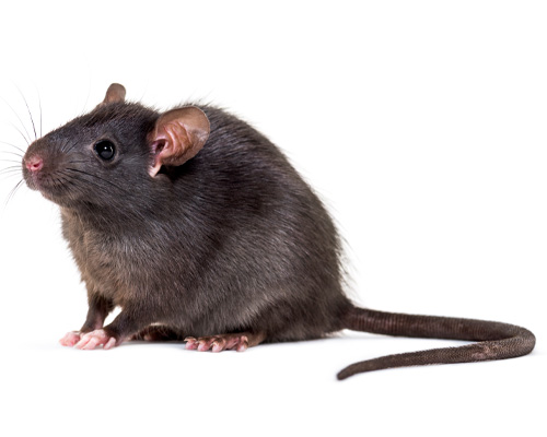 disinfestazione topi dei tetti