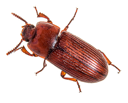 disinfestazione tribolium delle farine